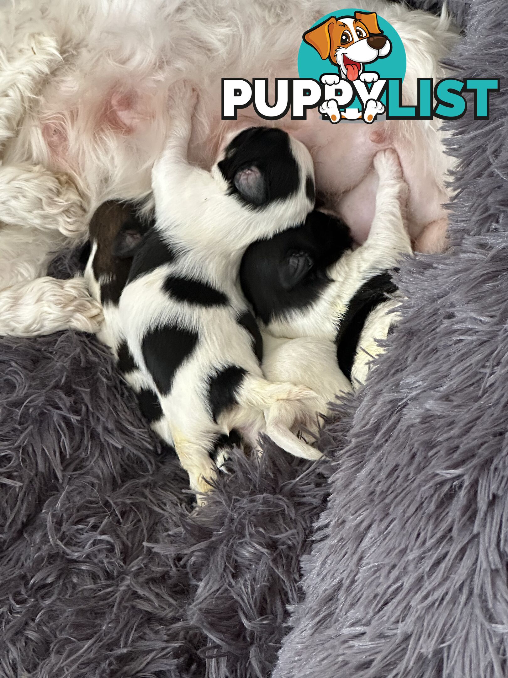 Maltese Shihtzu puppies