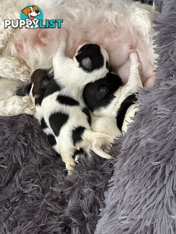 Maltese Shihtzu puppies