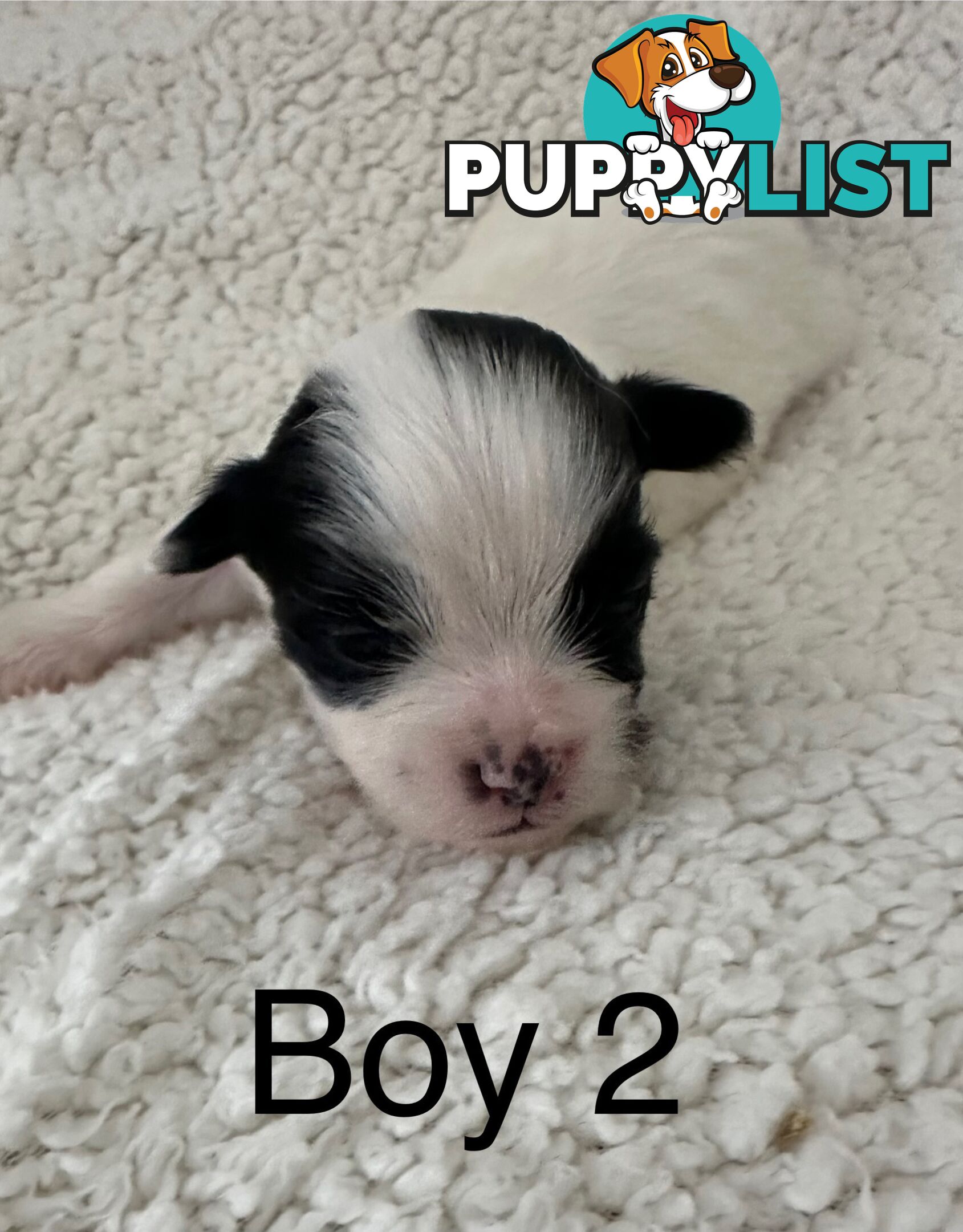 Maltese Shihtzu puppies