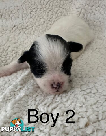 Maltese Shihtzu puppies