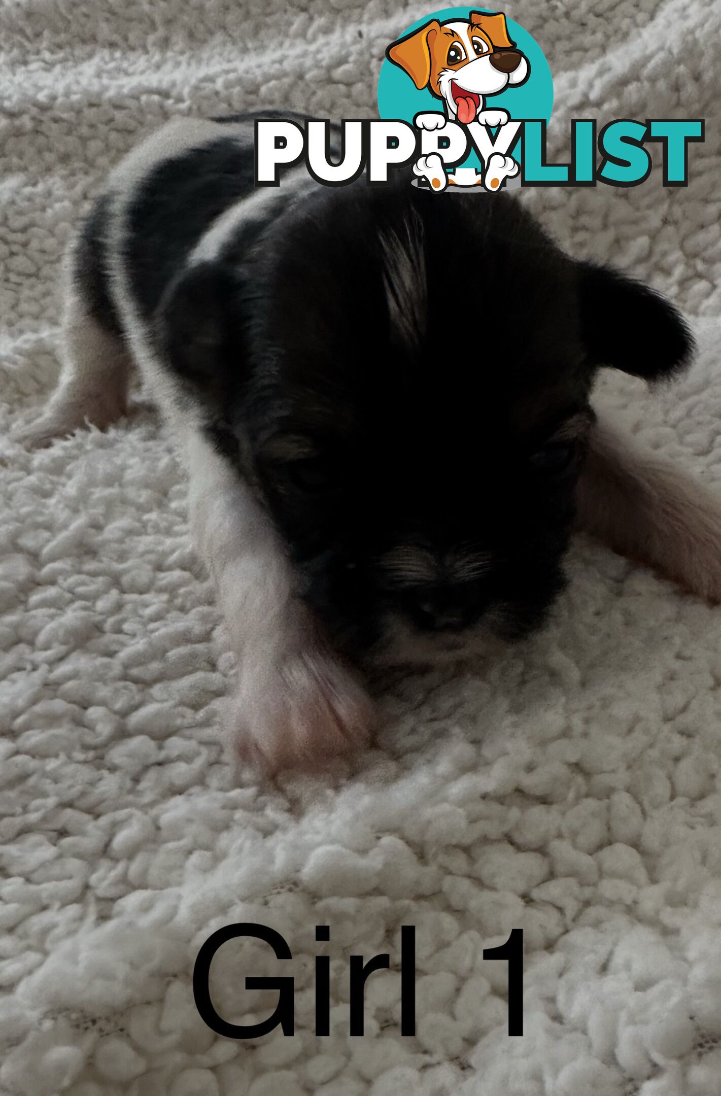 Maltese Shihtzu puppies