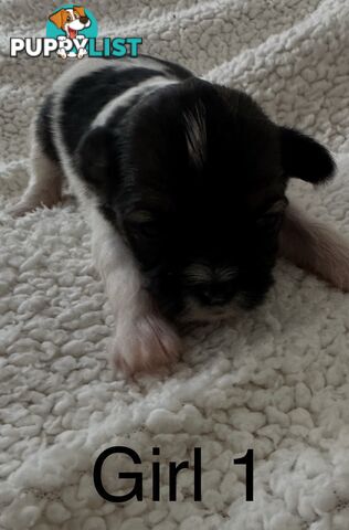 Maltese Shihtzu puppies