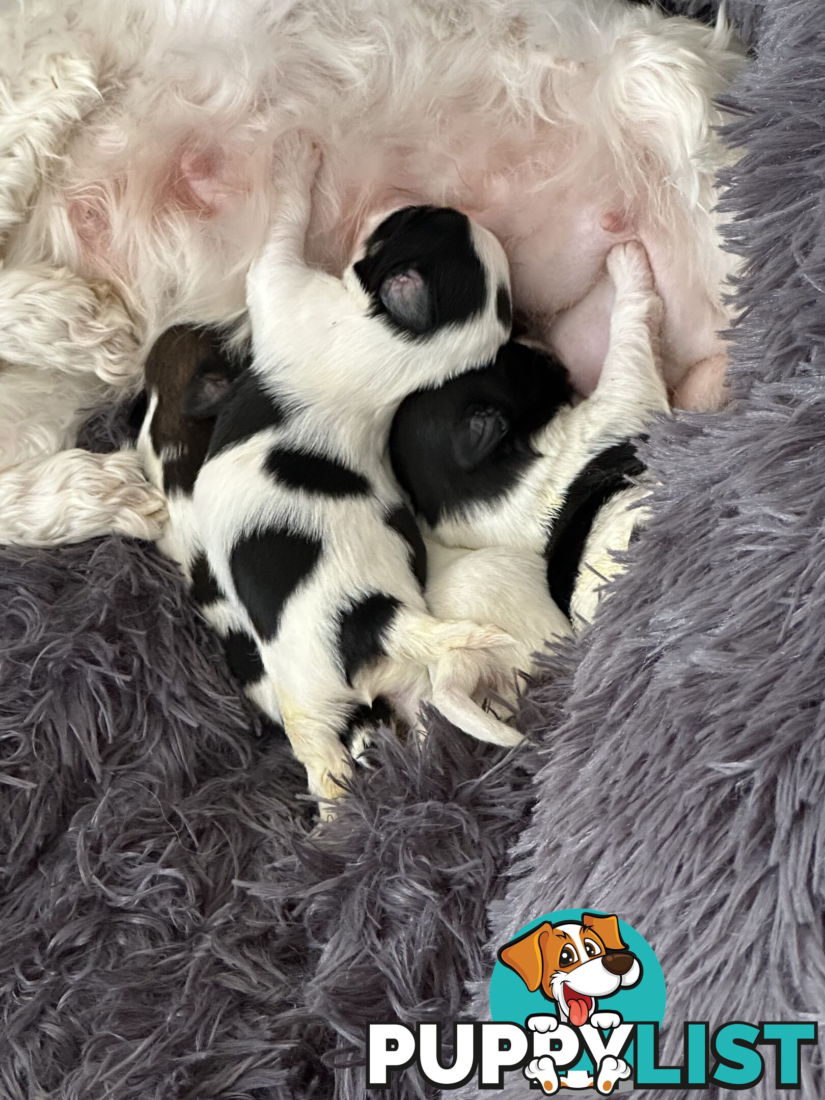 Maltese Shihtzu puppies