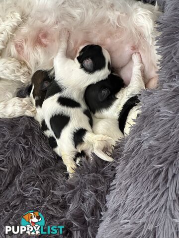 Maltese Shihtzu puppies