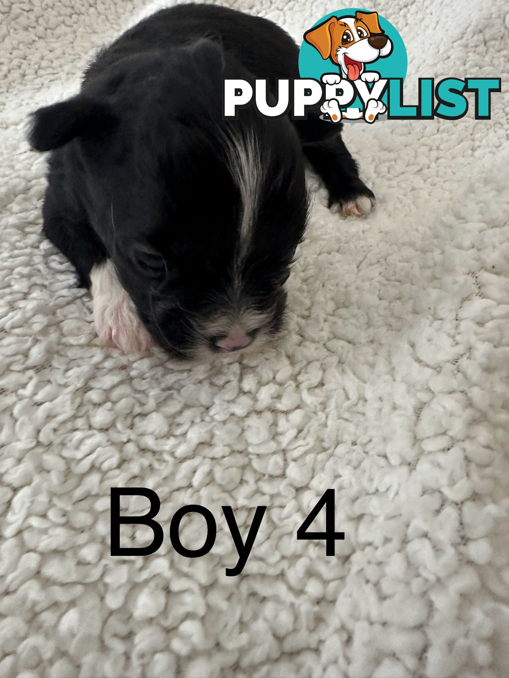 Maltese Shihtzu puppies