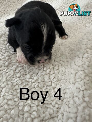 Maltese Shihtzu puppies