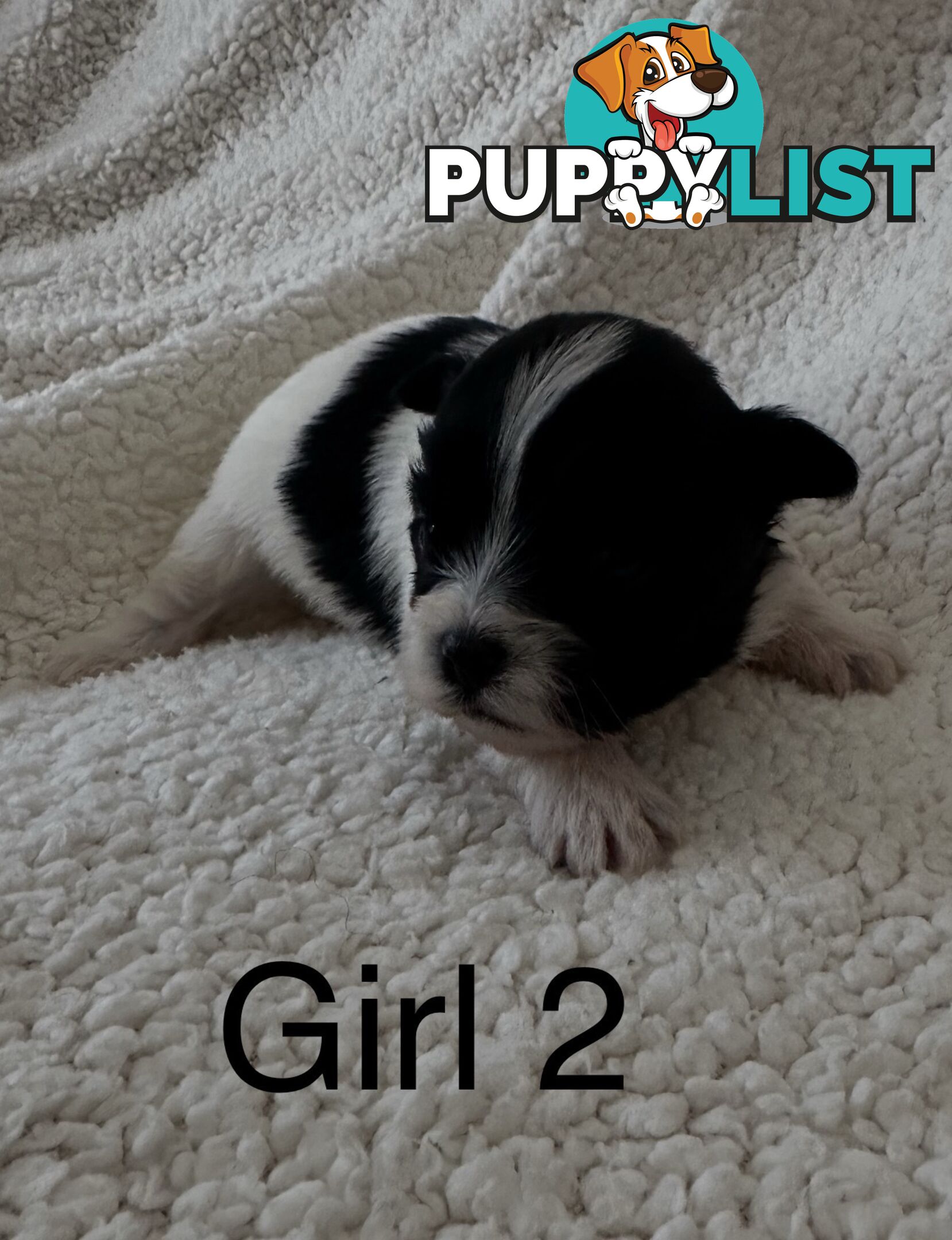 Maltese Shihtzu puppies