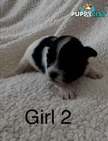 Maltese Shihtzu puppies