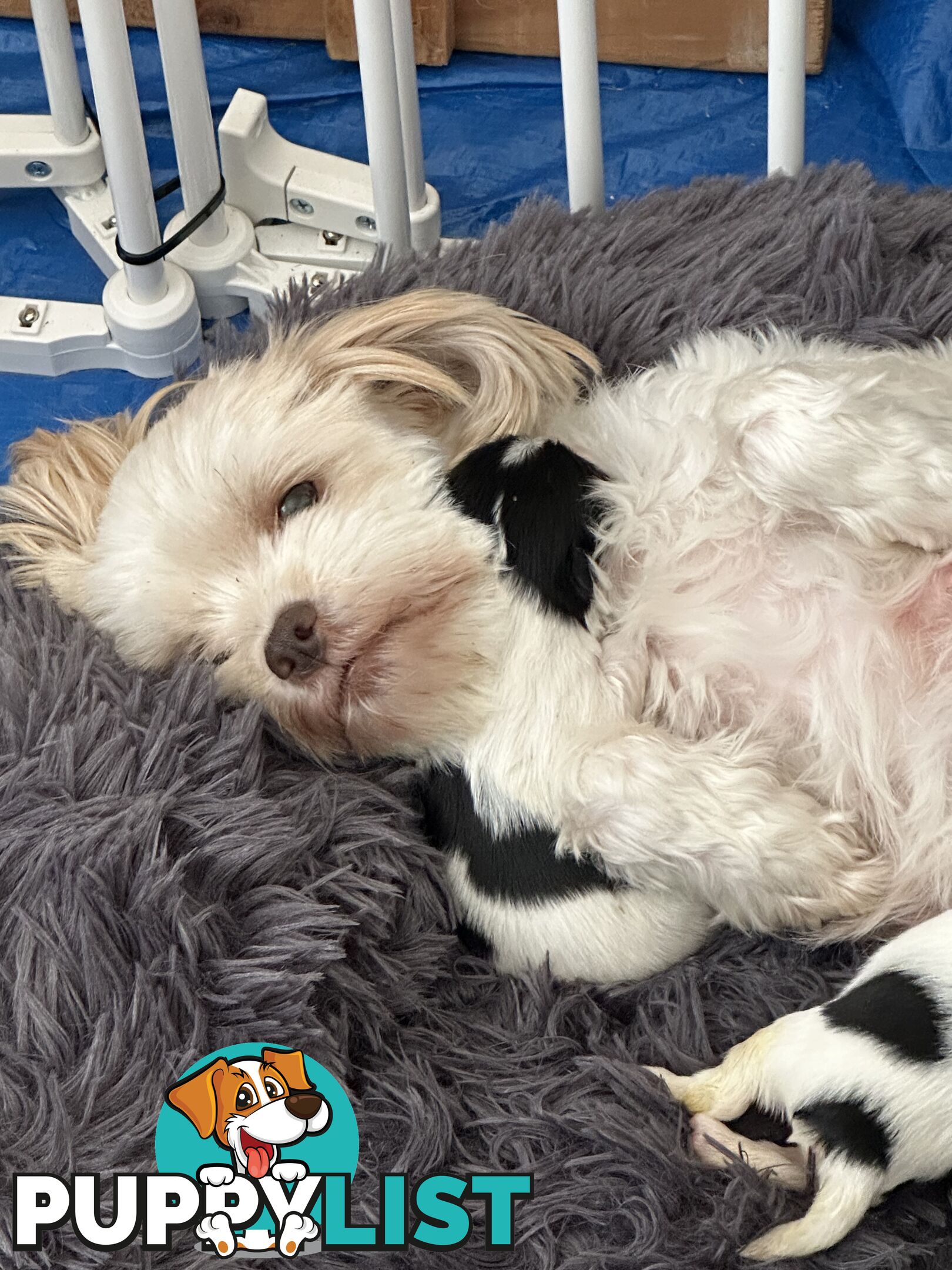 Maltese Shihtzu puppies