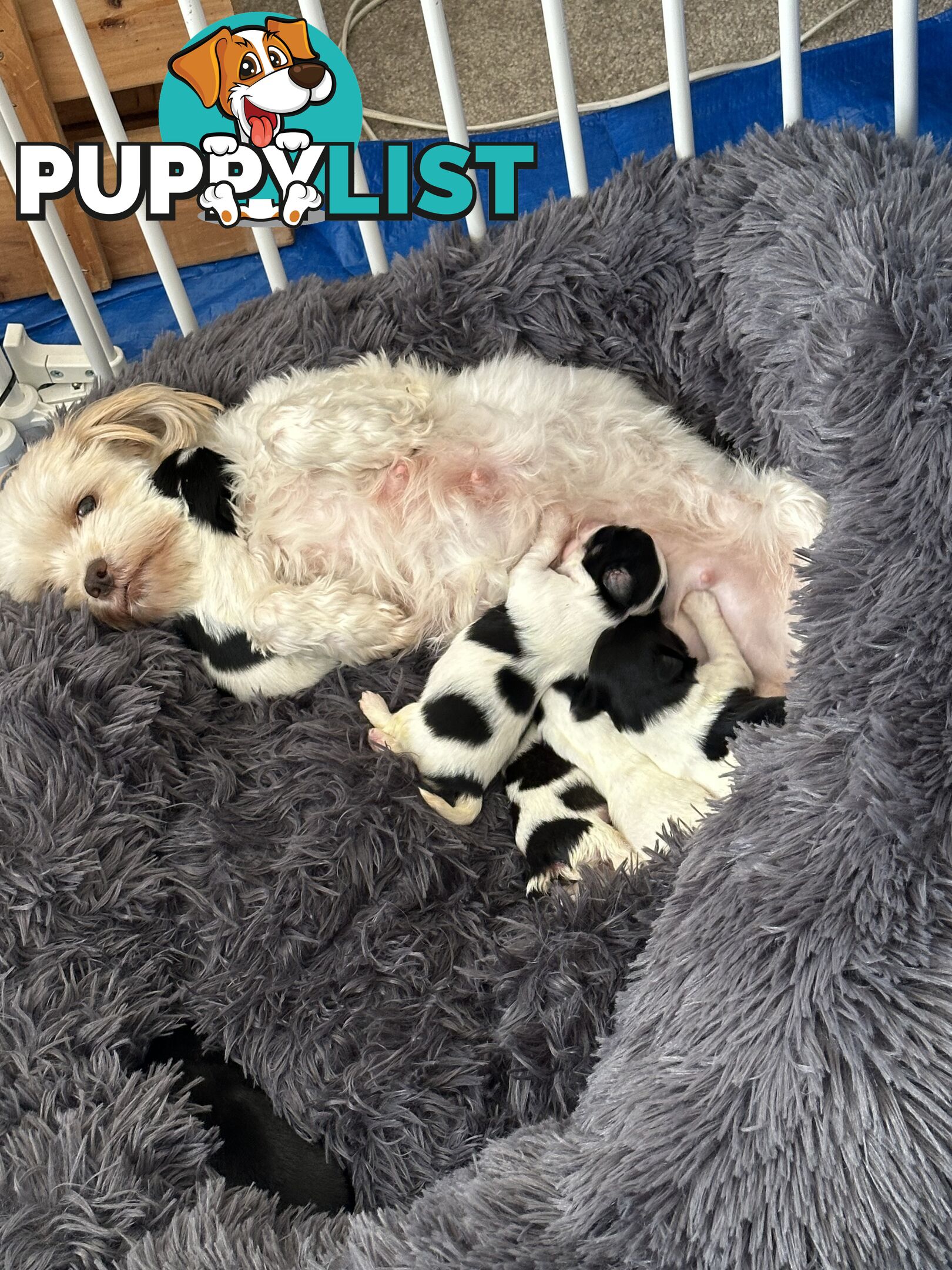 Maltese Shihtzu puppies