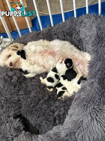 Maltese Shihtzu puppies