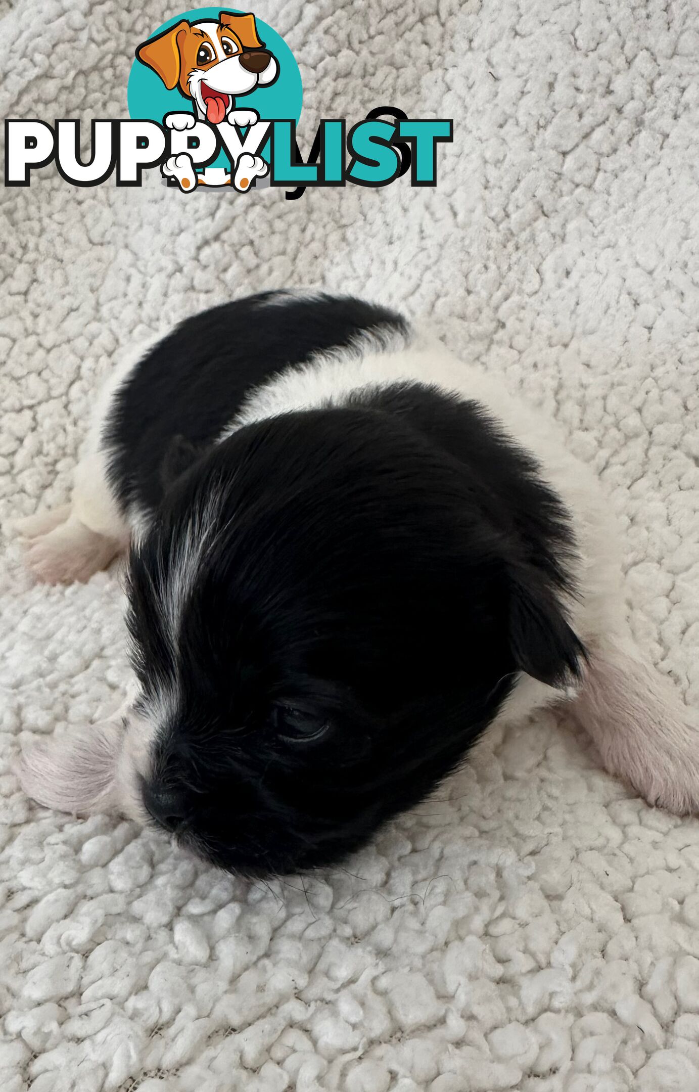 Maltese Shihtzu puppies