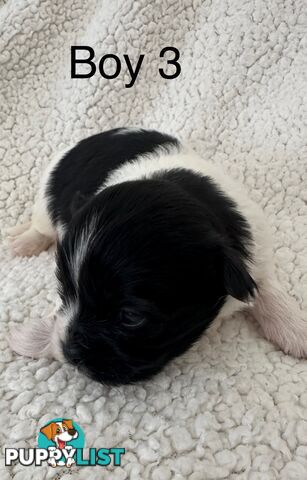 Maltese Shihtzu puppies