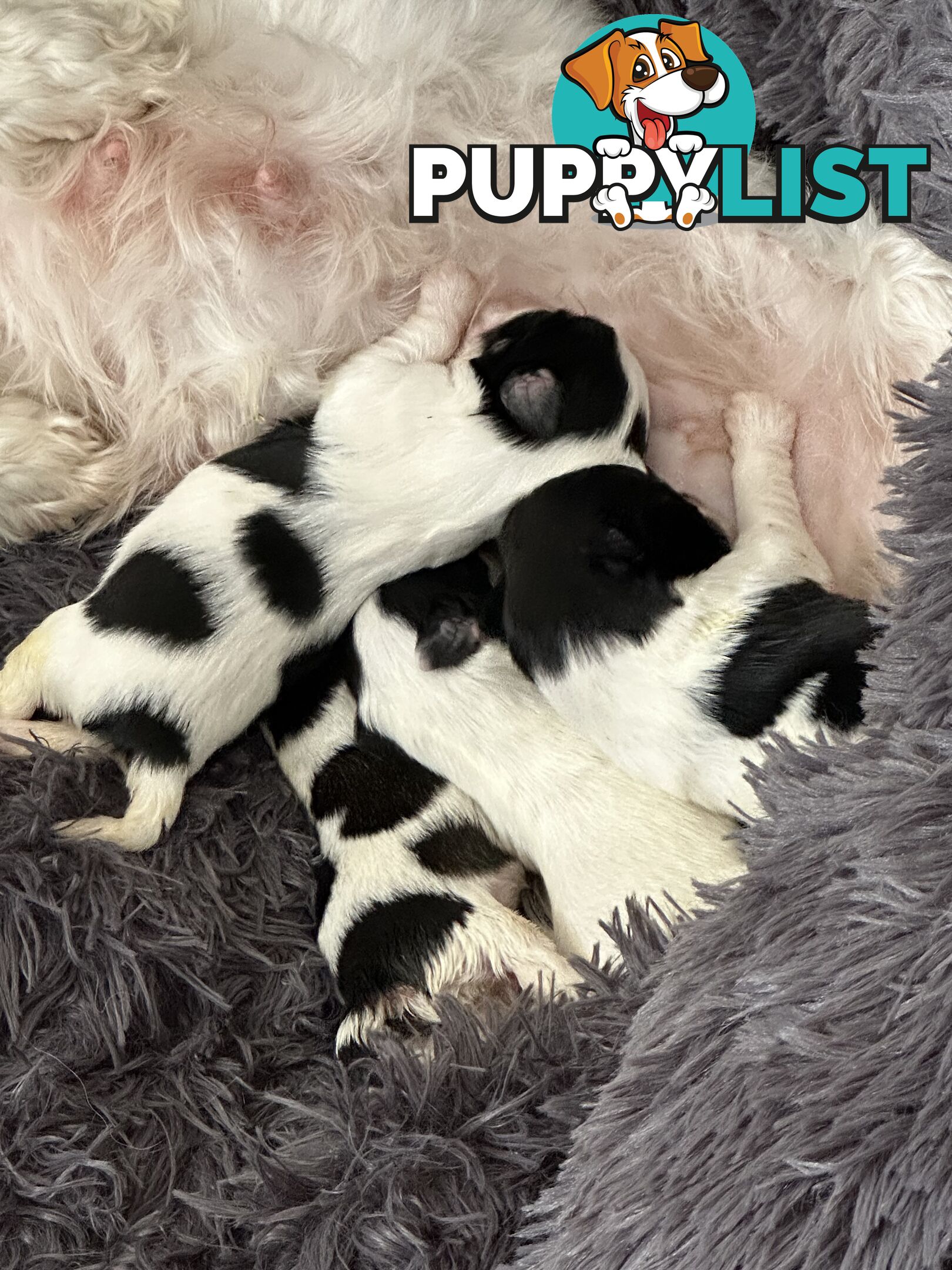Maltese Shihtzu puppies