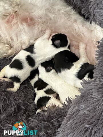 Maltese Shihtzu puppies
