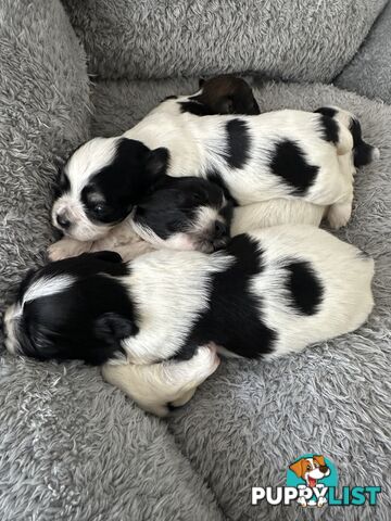 Maltese Shihtzu puppies