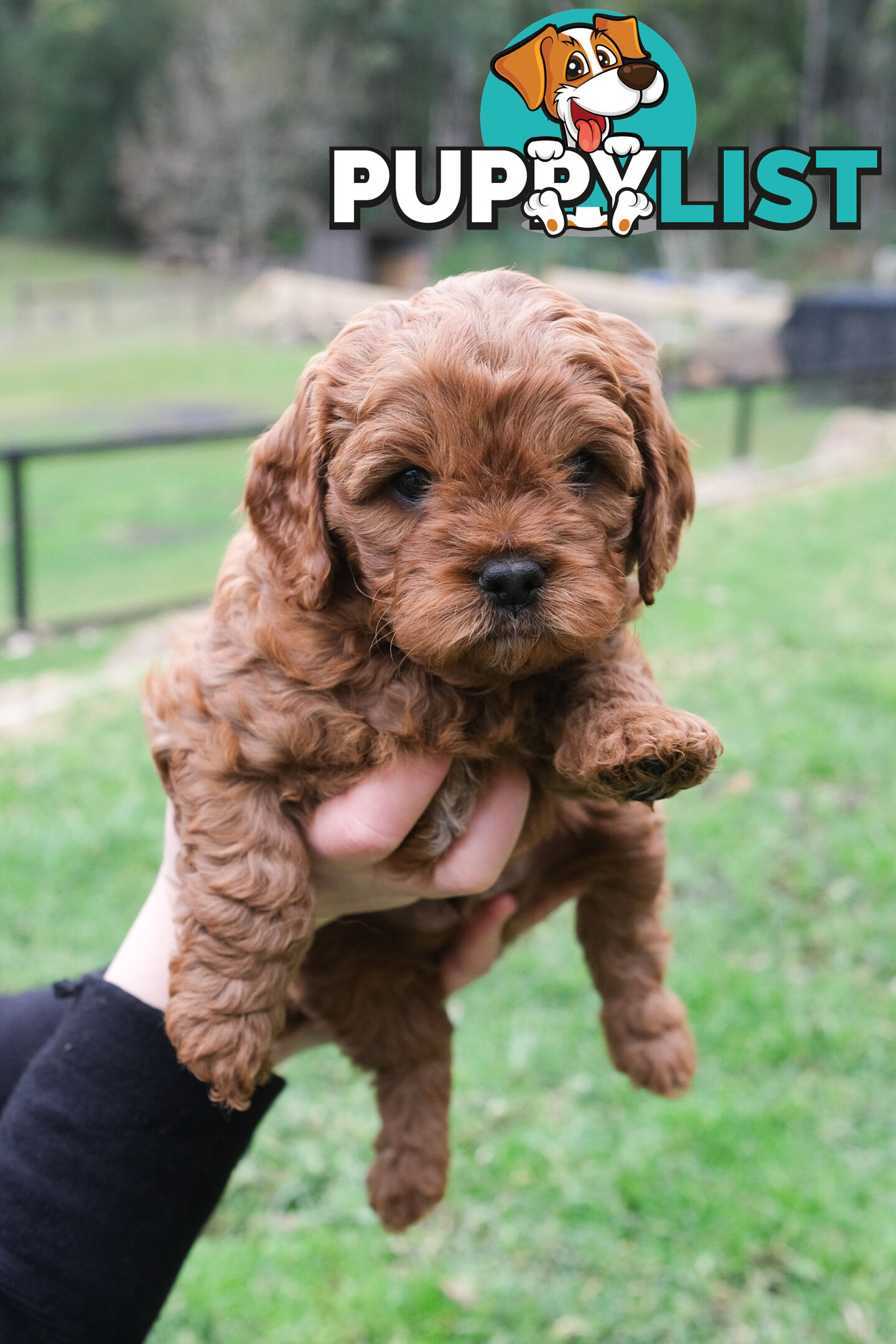 Adorable Ist Gen toy cavoodles ready for forever homes