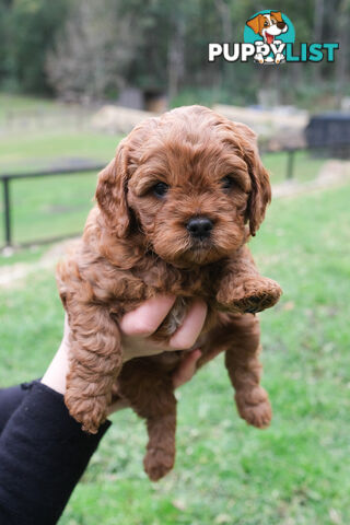 Adorable Ist Gen toy cavoodles ready for forever homes