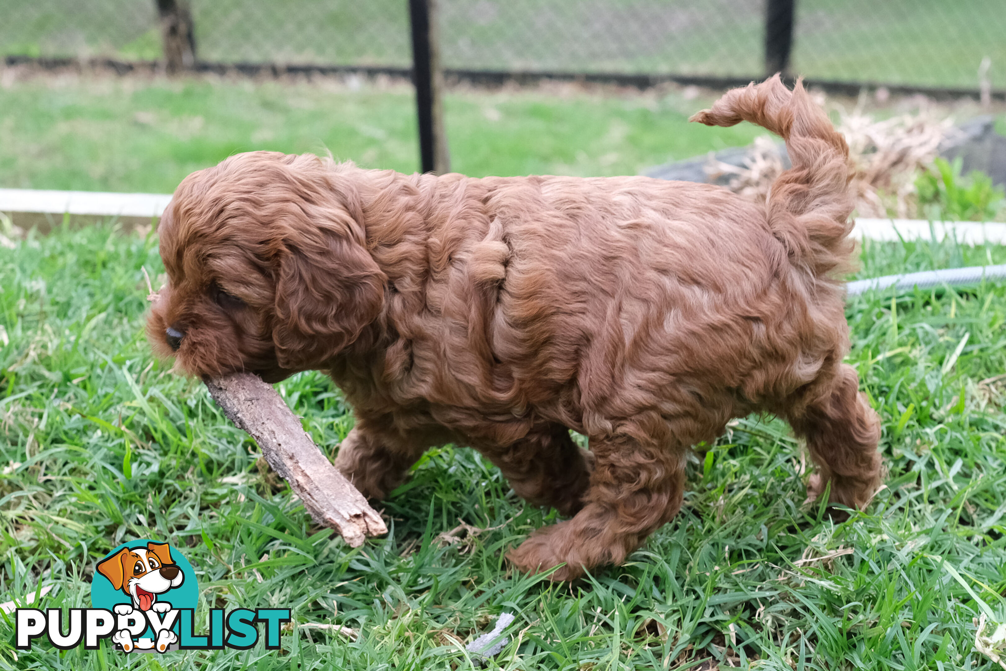 Adorable Ist Gen toy cavoodles ready for forever homes