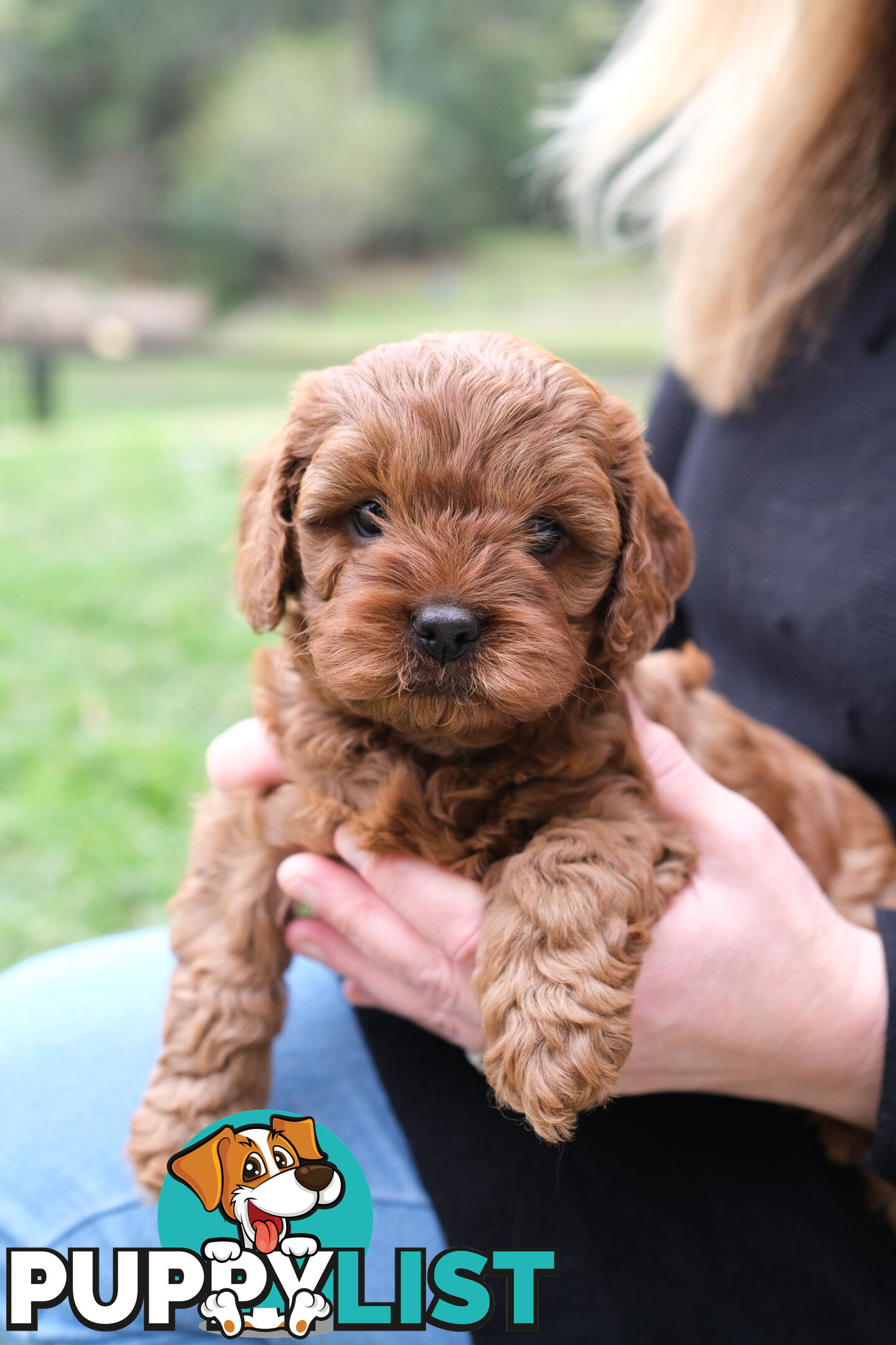 Adorable Ist Gen toy cavoodles ready for forever homes