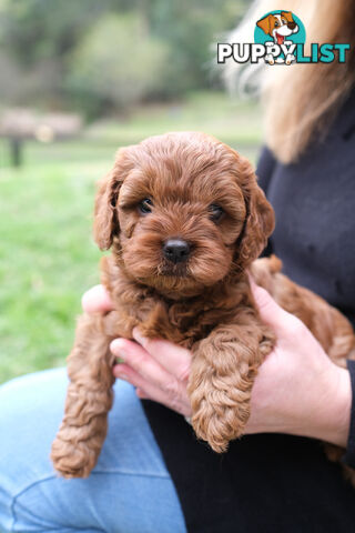 Adorable Ist Gen toy cavoodles ready for forever homes