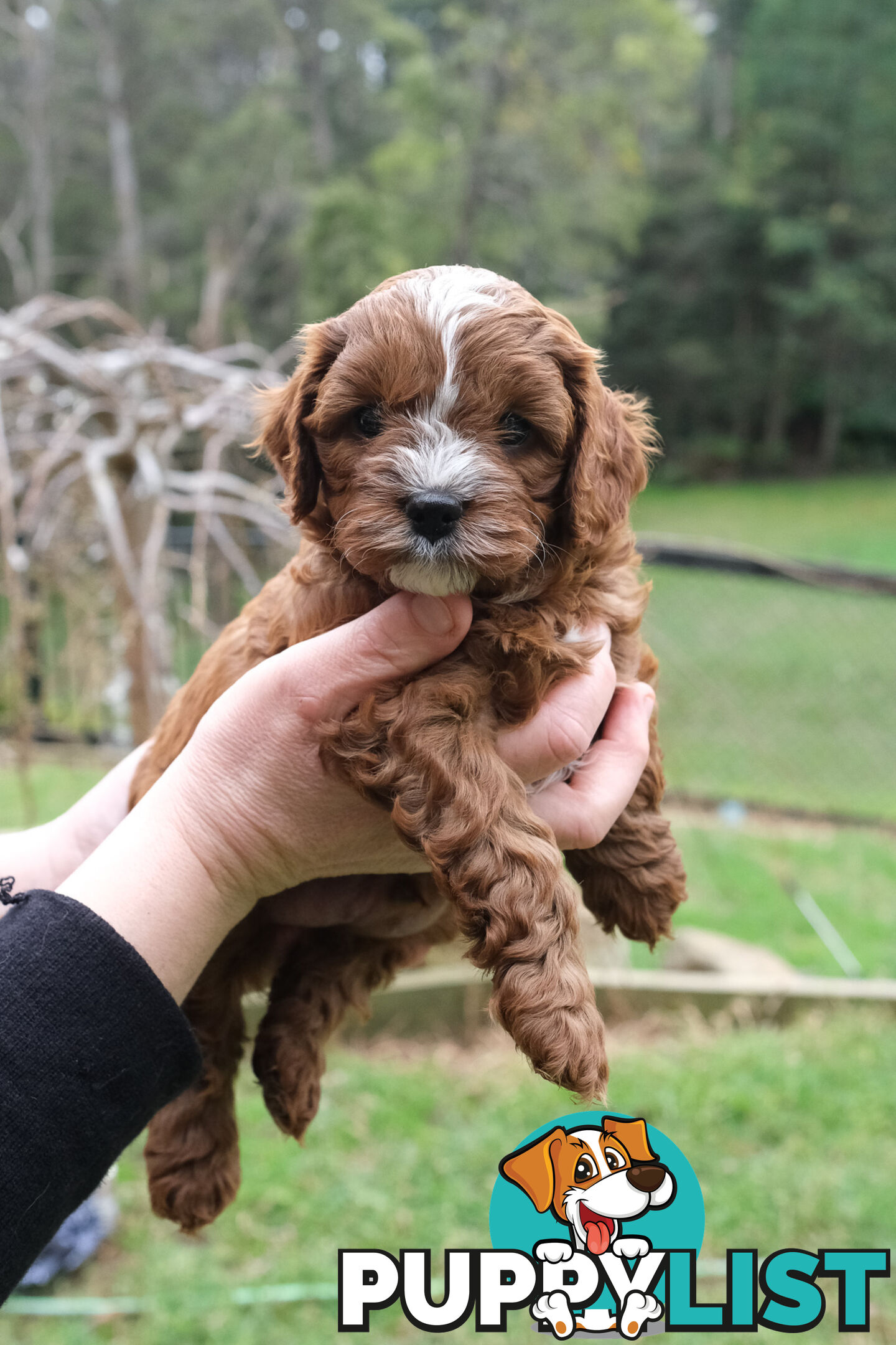 Adorable Ist Gen toy cavoodles ready for forever homes