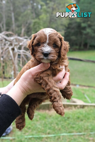 Adorable Ist Gen toy cavoodles ready for forever homes