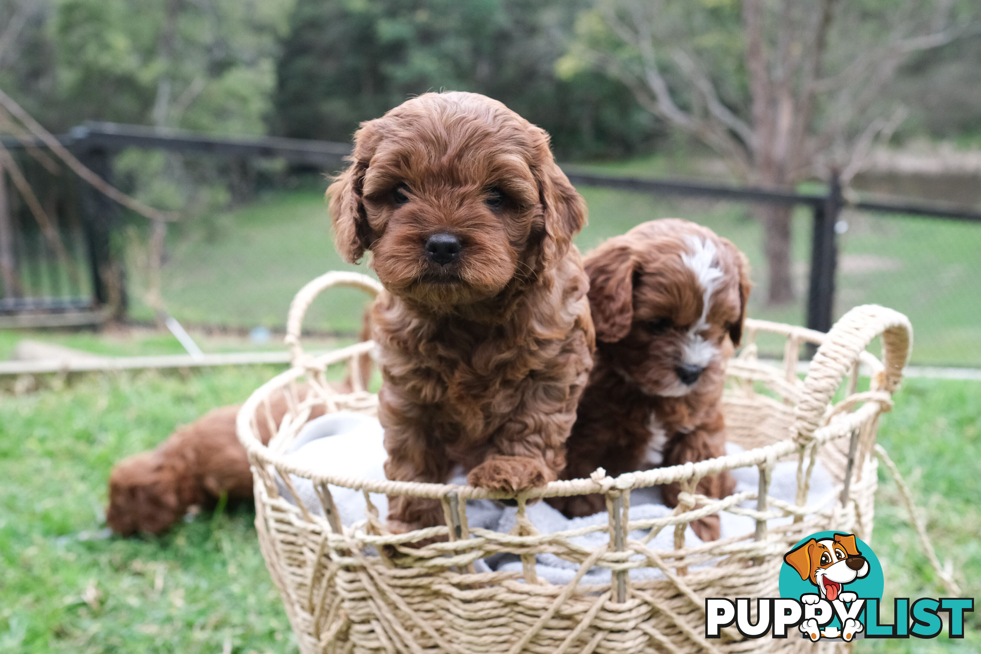 Adorable Ist Gen toy cavoodles ready for forever homes