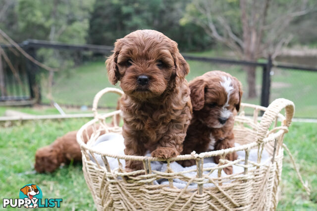 Adorable Ist Gen toy cavoodles ready for forever homes