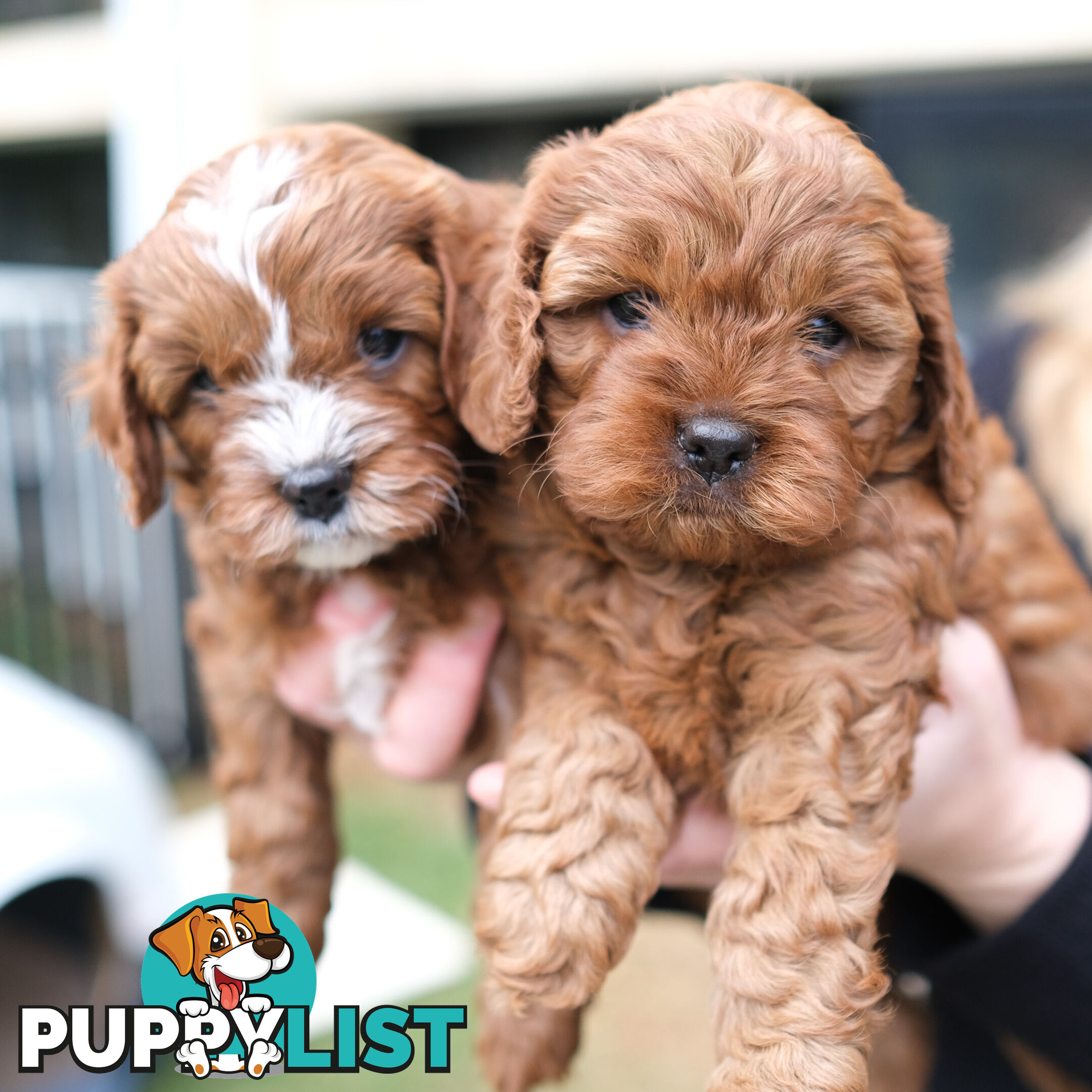 Adorable Ist Gen toy cavoodles ready for forever homes