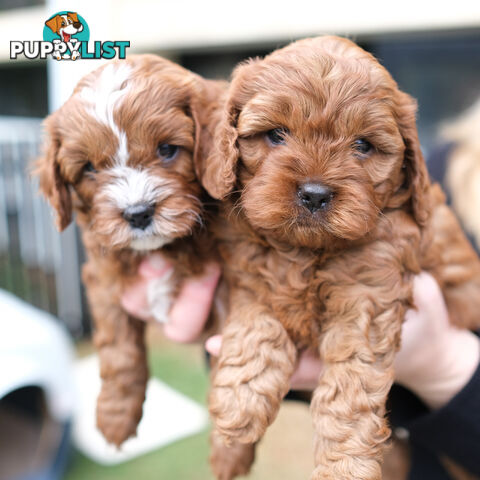 Adorable Ist Gen toy cavoodles ready for forever homes