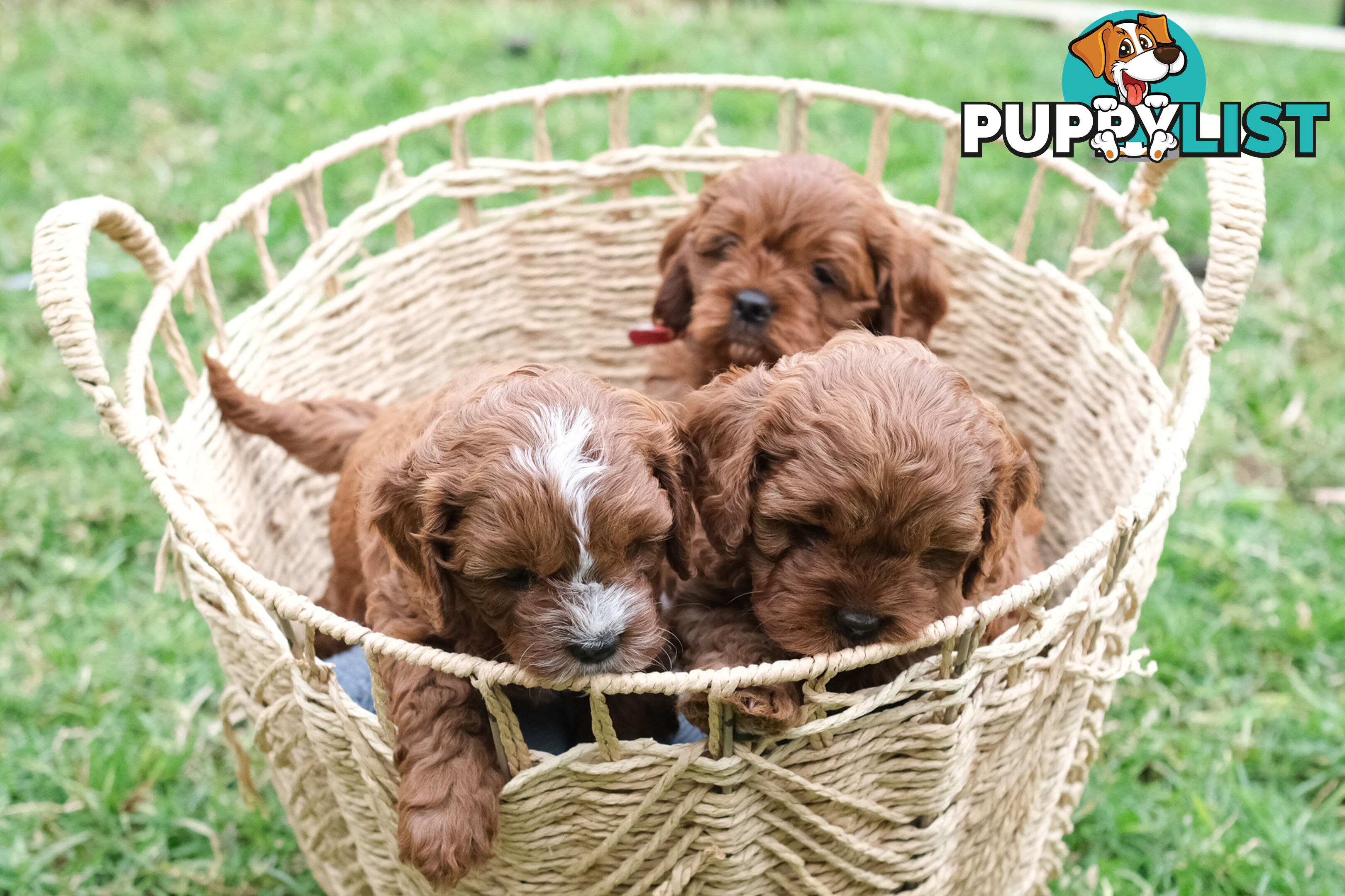 Adorable Ist Gen toy cavoodles ready for forever homes