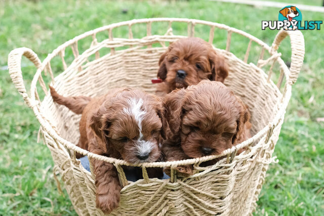 Adorable Ist Gen toy cavoodles ready for forever homes