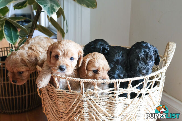 Adorable Ist Gen toy cavoodles ready for forever homes