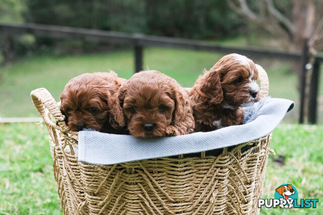 Adorable Ist Gen toy cavoodles ready for forever homes