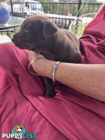 Quality Pedigree Australian Kelpie Pups