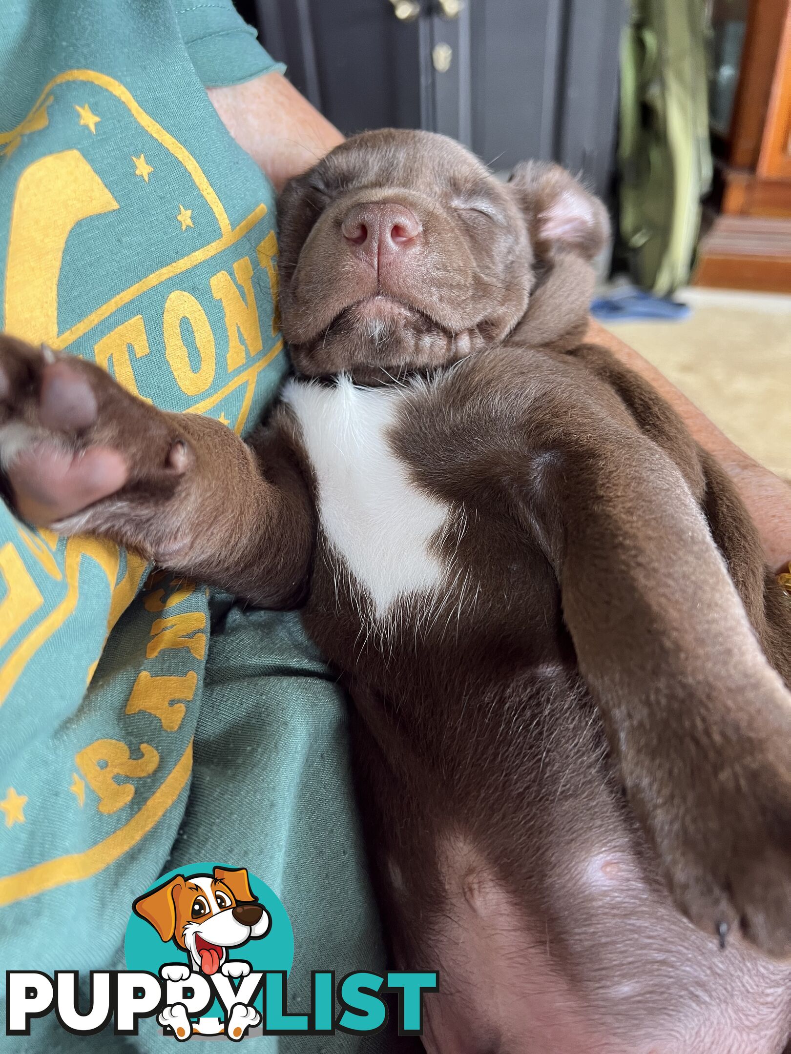 Quality Pedigree Australian Kelpie Pups