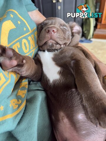 Quality Pedigree Australian Kelpie Pups