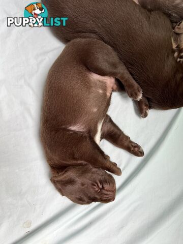 Quality Pedigree Australian Kelpie Pups