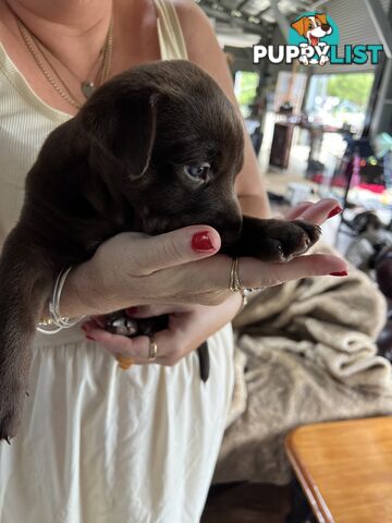 Quality Pedigree Australian Kelpie Pups