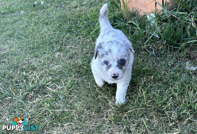 Border Collie puppies