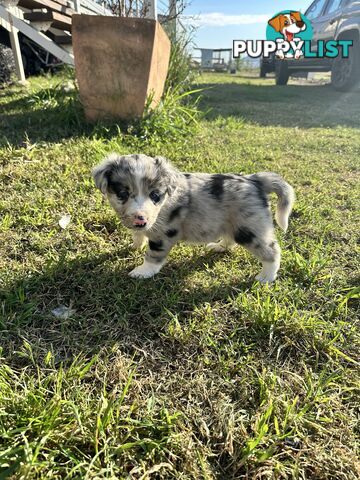 Border Collie puppies