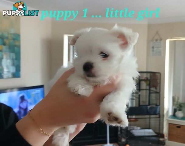 Adorable Maltese Shitzu cross Tibetan Spaniel puppies