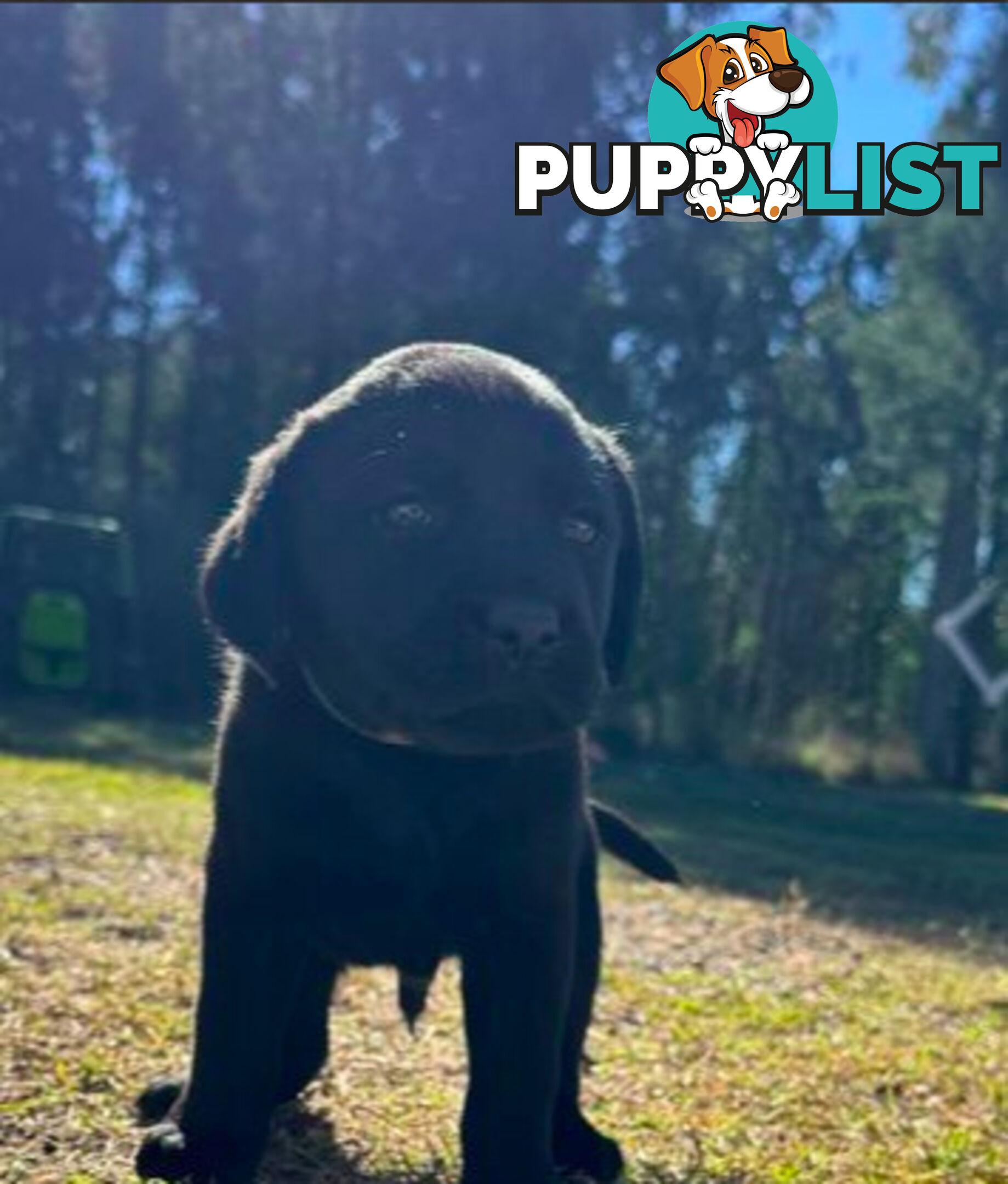 Purebred Labrador puppies looking for new homes