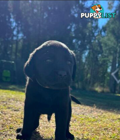 Purebred Labrador puppies looking for new homes