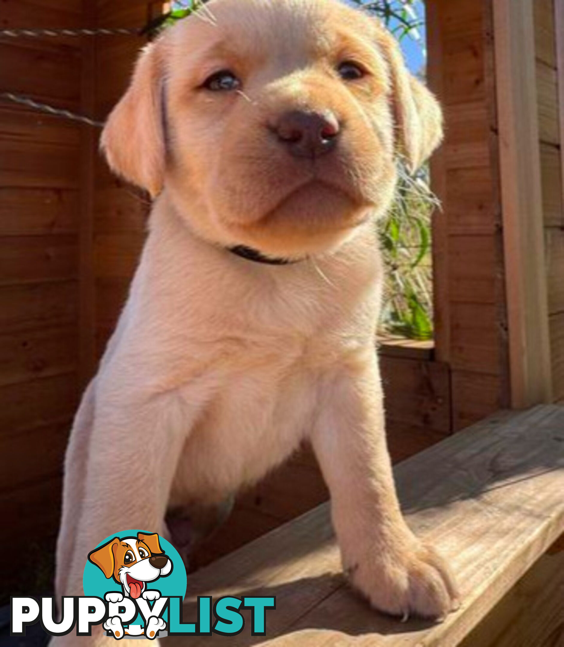 Purebred Labrador puppies looking for new homes