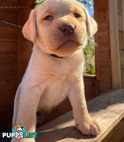 Purebred Labrador puppies looking for new homes