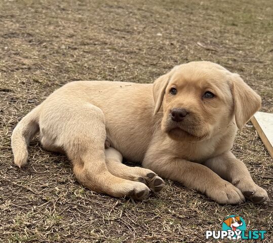 Purebred Labrador puppies looking for new homes