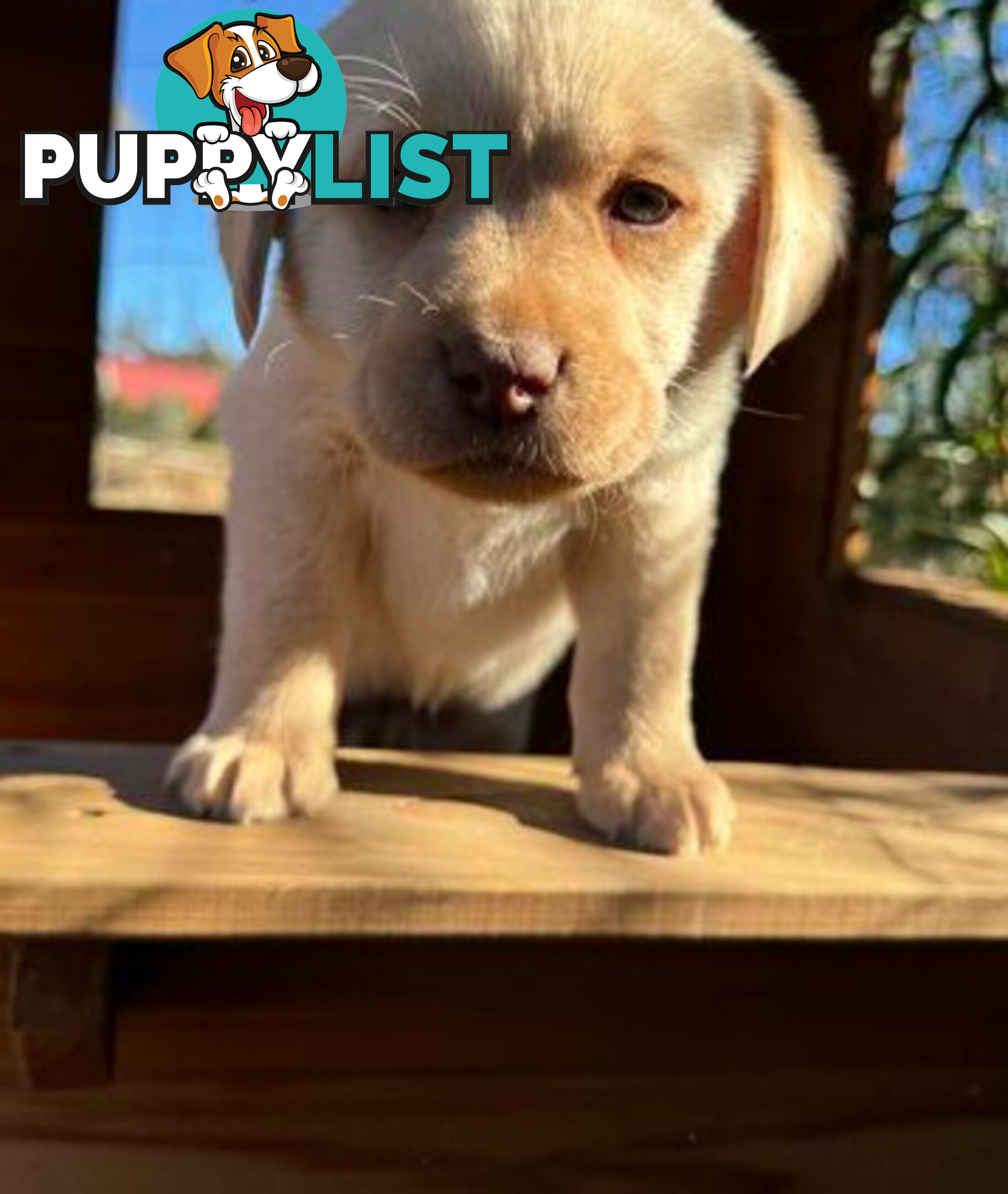 Purebred Labrador puppies looking for new homes