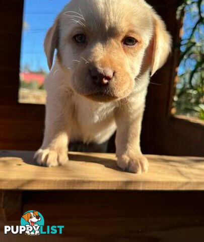 Purebred Labrador puppies looking for new homes